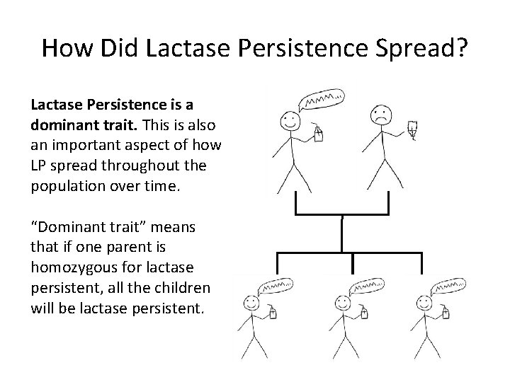 How Did Lactase Persistence Spread? Lactase Persistence is a dominant trait. This is also