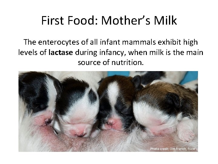 First Food: Mother’s Milk The enterocytes of all infant mammals exhibit high levels of