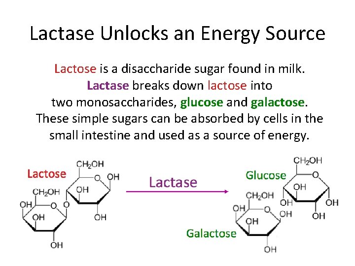 Lactase Unlocks an Energy Source Lactose is a disaccharide sugar found in milk. Lactase