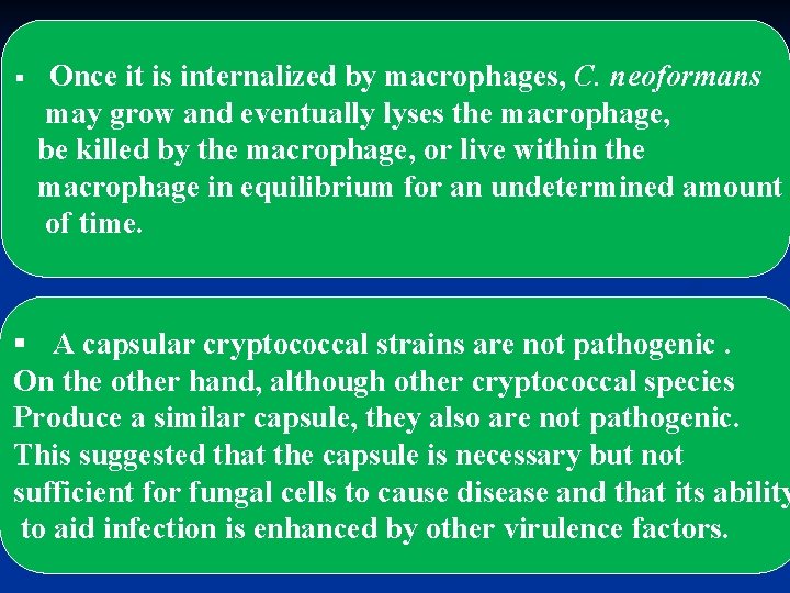 § Once it is internalized by macrophages, C. neoformans may grow and eventually lyses