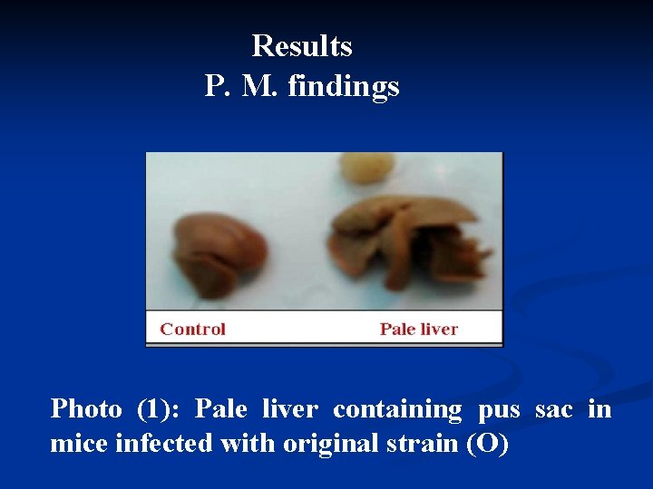 Results P. M. findings Photo (1): Pale liver containing pus sac in mice infected