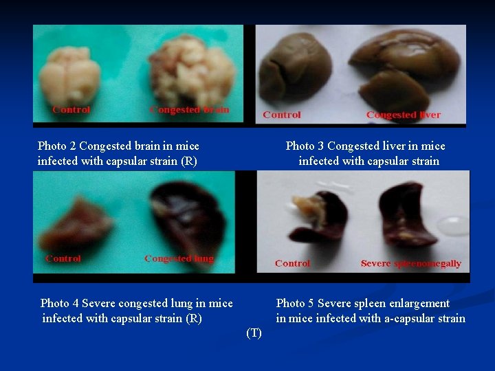 Photo 2 Congested brain in mice infected with capsular strain (R) Photo 3 Congested