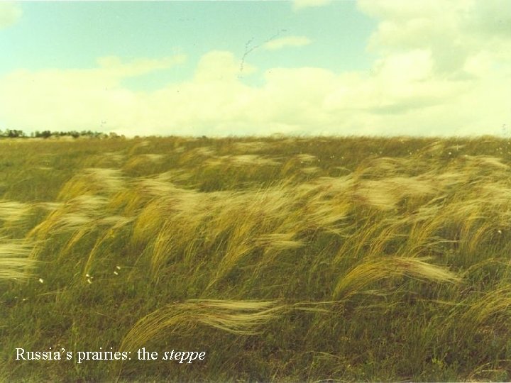 Russia’s prairies: the steppe 