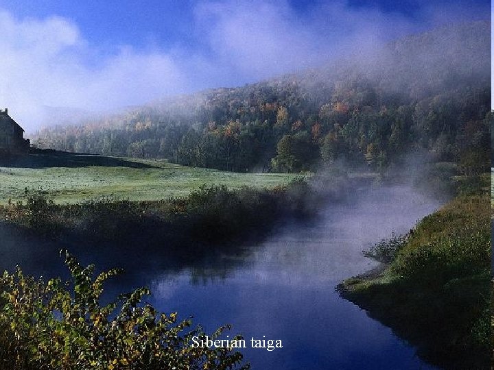 Siberian taiga 