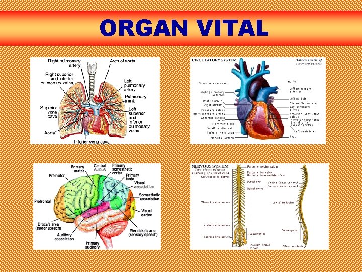 ORGAN VITAL 