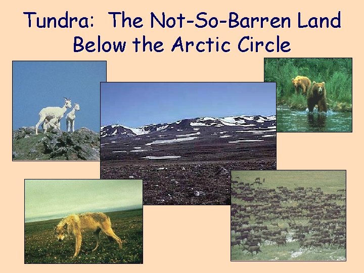 Tundra: The Not-So-Barren Land Below the Arctic Circle 