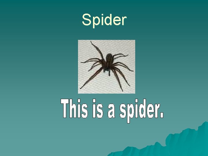 Spider Spider