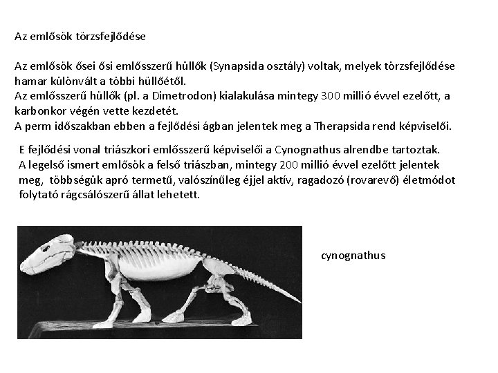 Az emlősök törzsfejlődése Az emlősök ősei ősi emlősszerű hüllők (Synapsida osztály) voltak, melyek törzsfejlődése