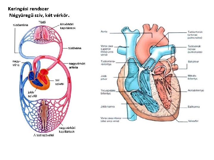 Keringési rendszer Négyüregű szív, két vérkör. 