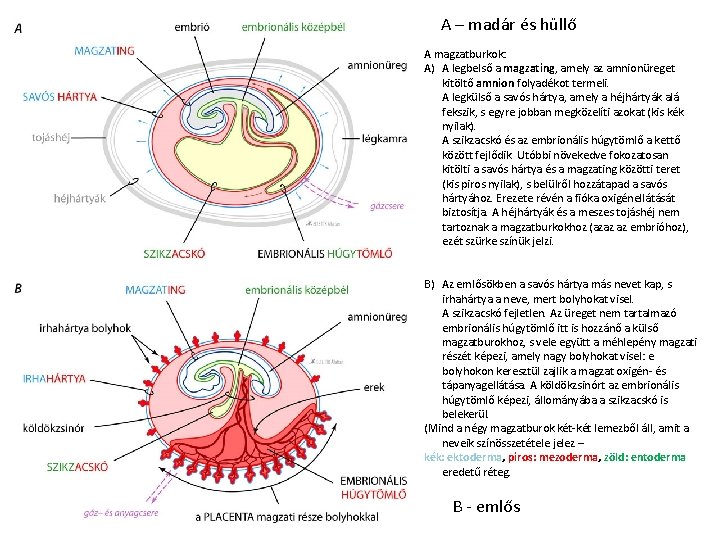 A – madár és hüllő A magzatburkok: A) A legbelső a magzating, amely az