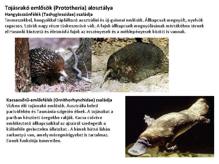 Tojásrakó emlősök (Prototheria) alosztálya Hangyászsünfélék (Tachyglossidae) családja Termeszekkel, hangyákkal táplálkozó ausztráliai és új-guineai emlősök.