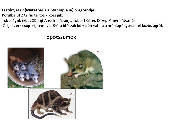 Erszényesek (Metatheria / Marsupialia) öregrendje Körülbelül 272 faj tartozik közéjük. Többségük (kb. 200 faj)