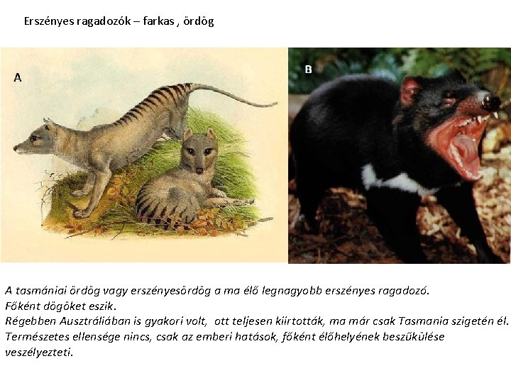 Erszényes ragadozók – farkas , ördög A tasmániai ördög vagy erszényesördög a ma élő