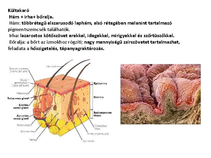 Kültakaró Hám + irha+ bőralja. Hám: többrétegű elszarusodó laphám, alsó rétegében melanint tartalmazó pigmentszemcsék