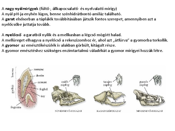 A nagy nyálmirigyek (fültő-, állkapocsalatti- és nyelvalatti mirigy) A nyál p. H-ja enyhén lúgos,