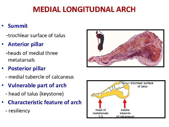 MEDIAL LONGITUDNAL ARCH • Summit -trochlear surface of talus • Anterior pillar -heads of