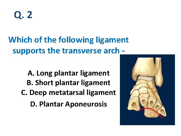 Q. 2 Which of the following ligament supports the transverse arch A. Long plantar