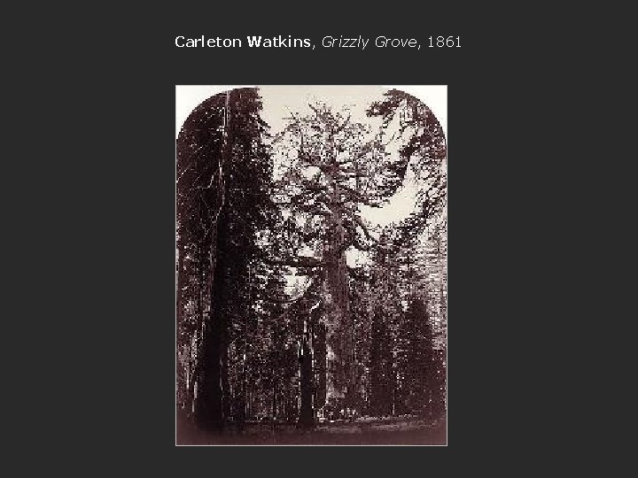 Carleton Watkins, Grizzly Grove, 1861 