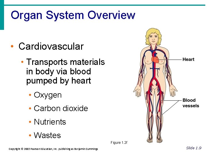 Organ System Overview • Cardiovascular • Transports materials in body via blood pumped by