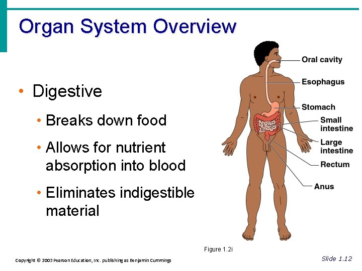 Organ System Overview • Digestive • Breaks down food • Allows for nutrient absorption