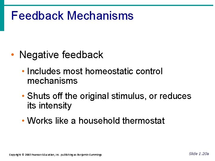 Feedback Mechanisms • Negative feedback • Includes most homeostatic control mechanisms • Shuts off