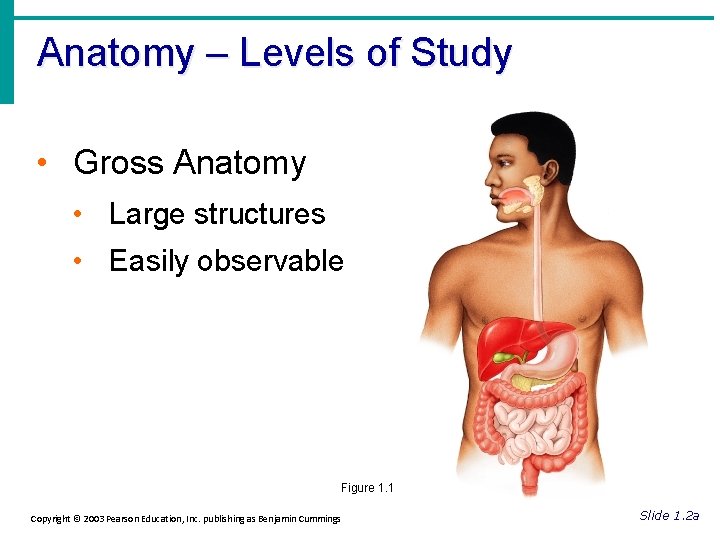 Anatomy – Levels of Study • Gross Anatomy • Large structures • Easily observable