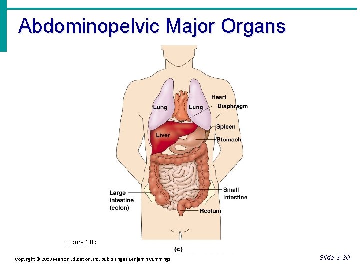Abdominopelvic Major Organs Figure 1. 8 c Copyright © 2003 Pearson Education, Inc. publishing
