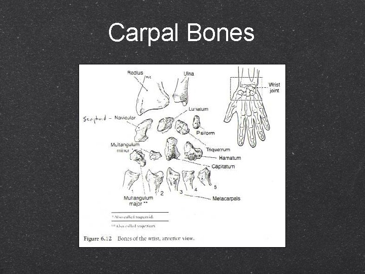 Carpal Bones 