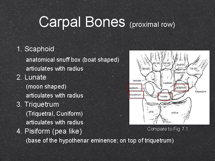 Carpal Bones (proximal row) 1. Scaphoid anatomical snuff box (boat shaped) articulates with radius