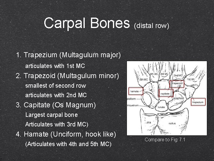 Carpal Bones (distal row) 1. Trapezium (Multagulum major) articulates with 1 st MC 2.