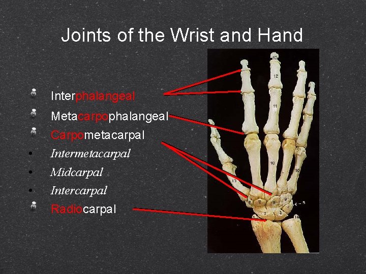 Joints of the Wrist and Hand Interphalangeal Metacarpophalangeal Carpometacarpal • • • Intermetacarpal Midcarpal
