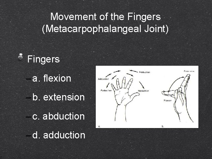 Movement of the Fingers (Metacarpophalangeal Joint) Fingers – a. flexion – b. extension –
