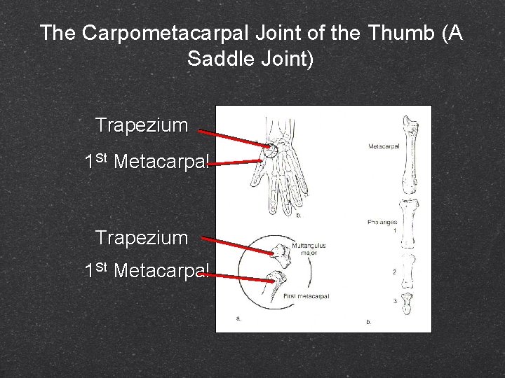 The Carpometacarpal Joint of the Thumb (A Saddle Joint) Trapezium 1 St Metacarpal 