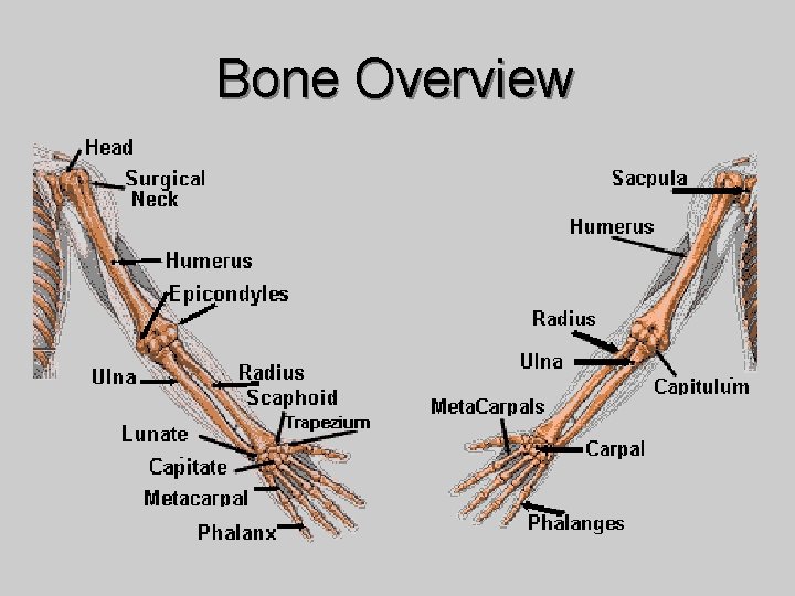 Bone Overview 