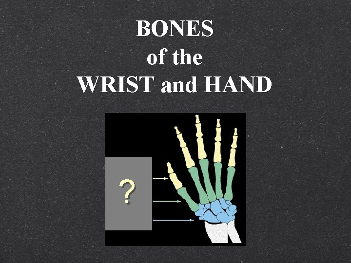 BONES of the WRIST and HAND ? 