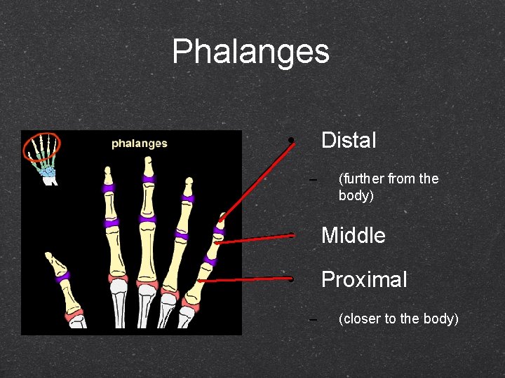 Phalanges • Distal – (further from the body) • Middle • Proximal – (closer