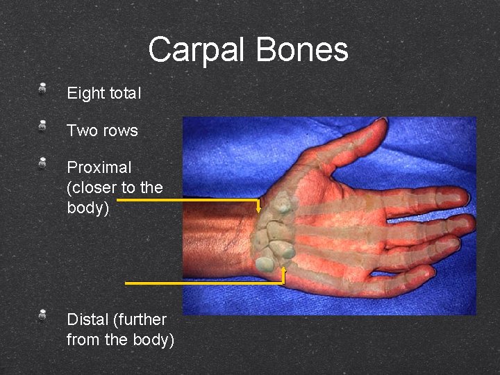 Carpal Bones Eight total Two rows Proximal (closer to the body) Distal (further from