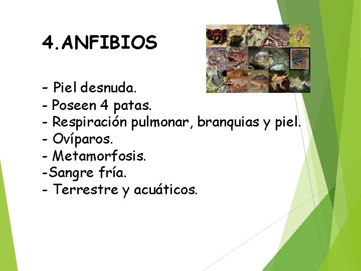 4. ANFIBIOS - Piel desnuda. - Poseen 4 patas. - Respiración pulmonar, branquias y