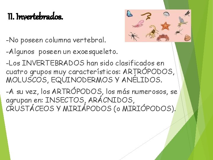 II. Invertebrados. § -No poseen columna vertebral. § -Algunos poseen un exoesqueleto. § -Los