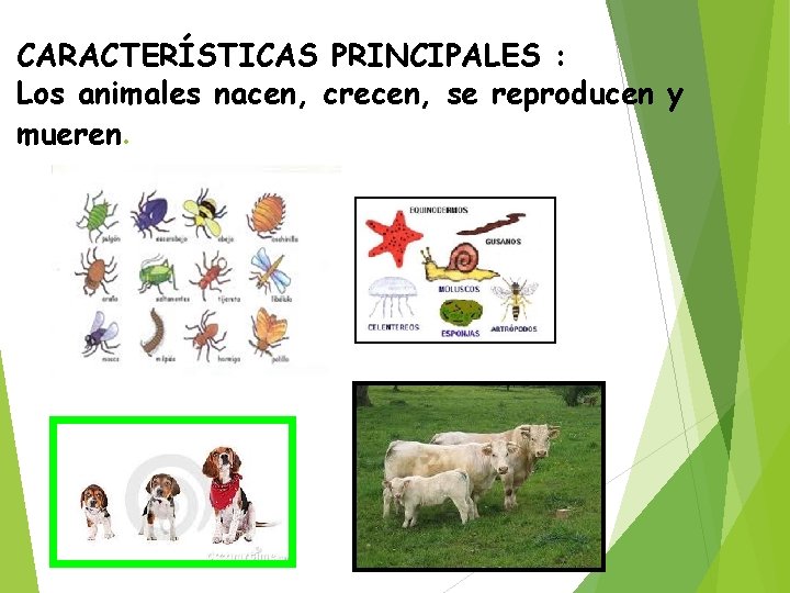 CARACTERÍSTICAS PRINCIPALES : Los animales nacen, crecen, se reproducen y mueren. 