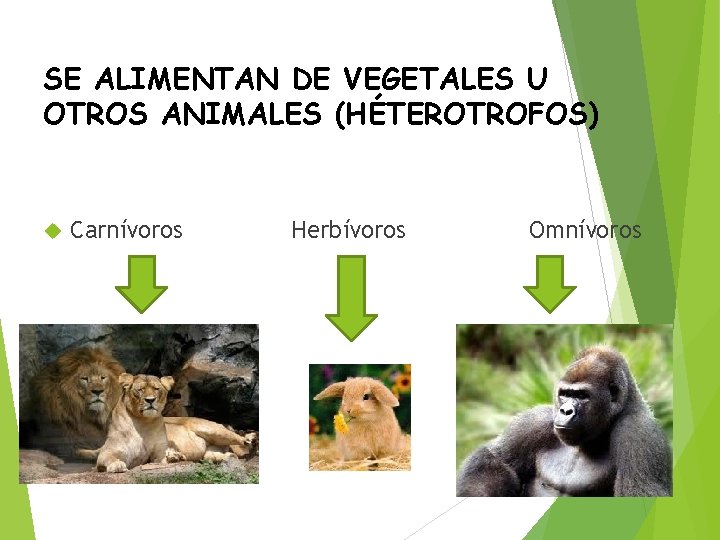 SE ALIMENTAN DE VEGETALES U OTROS ANIMALES (HÉTEROTROFOS) Carnívoros Herbívoros Omnívoros 