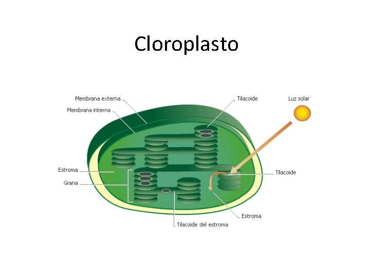 Cloroplasto 