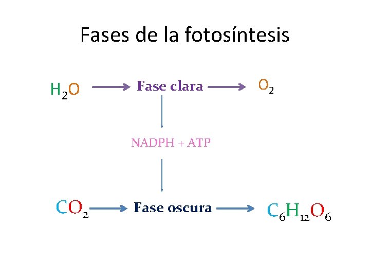 Fases de la fotosíntesis H 2 O Fase clara O 2 NADPH + ATP