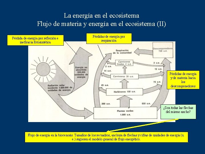 La energía en el ecosistema Flujo de materia y energía en el ecosistema (II)