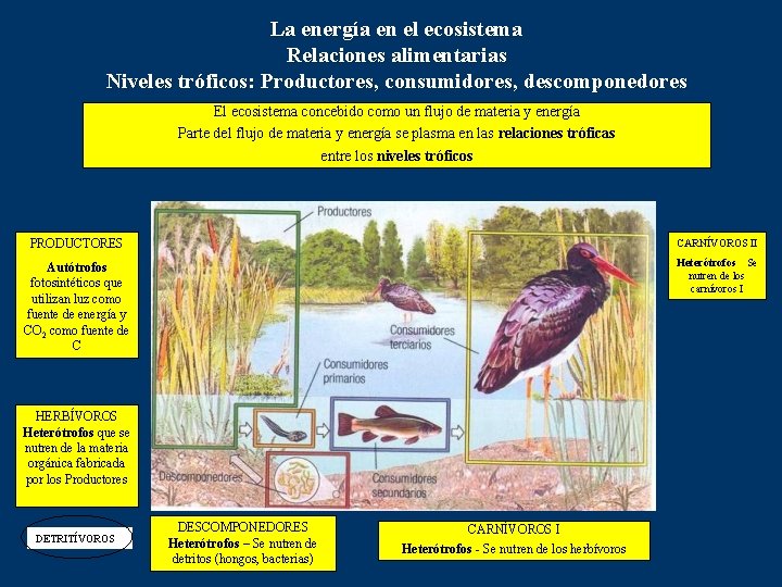 La energía en el ecosistema Relaciones alimentarias Niveles tróficos: Productores, consumidores, descomponedores El ecosistema