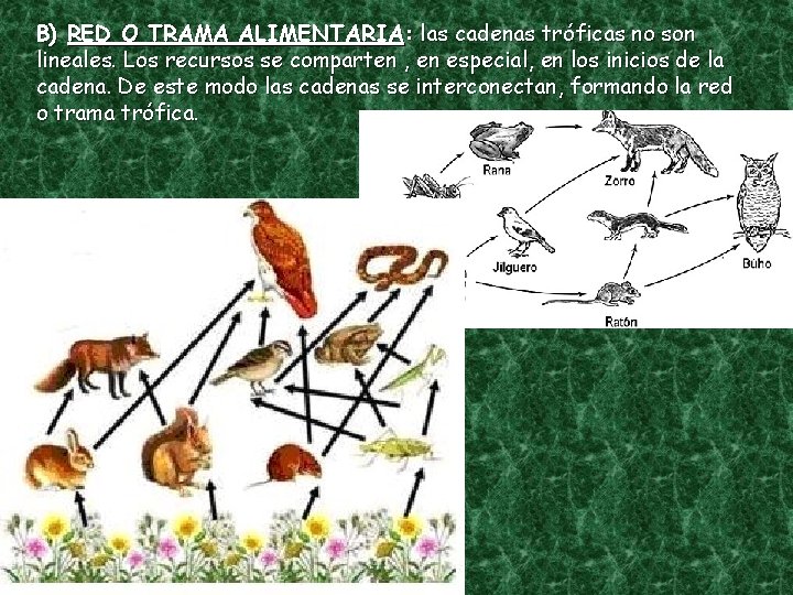 B) RED O TRAMA ALIMENTARIA: las cadenas tróficas no son lineales. Los recursos se