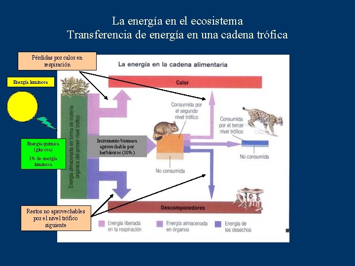 La energía en el ecosistema Transferencia de energía en una cadena trófica Pérdidas por