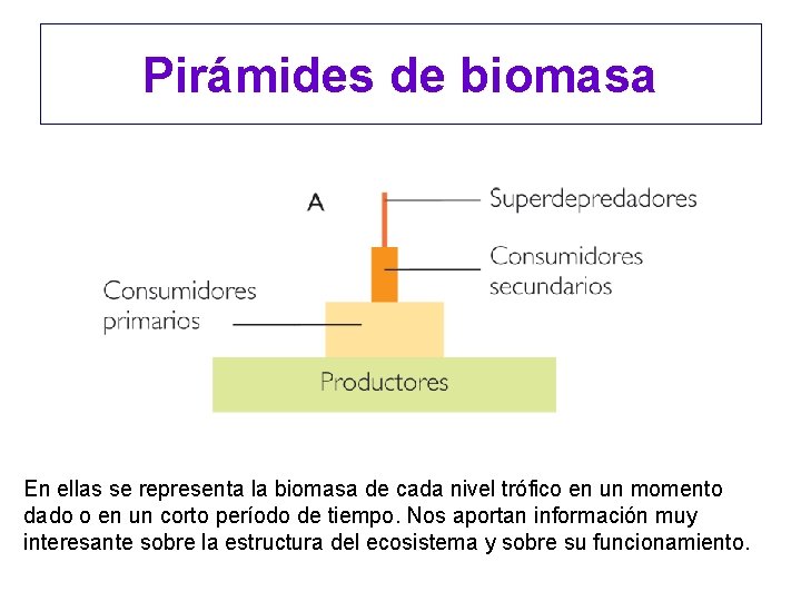 Pirámides de biomasa En ellas se representa la biomasa de cada nivel trófico en