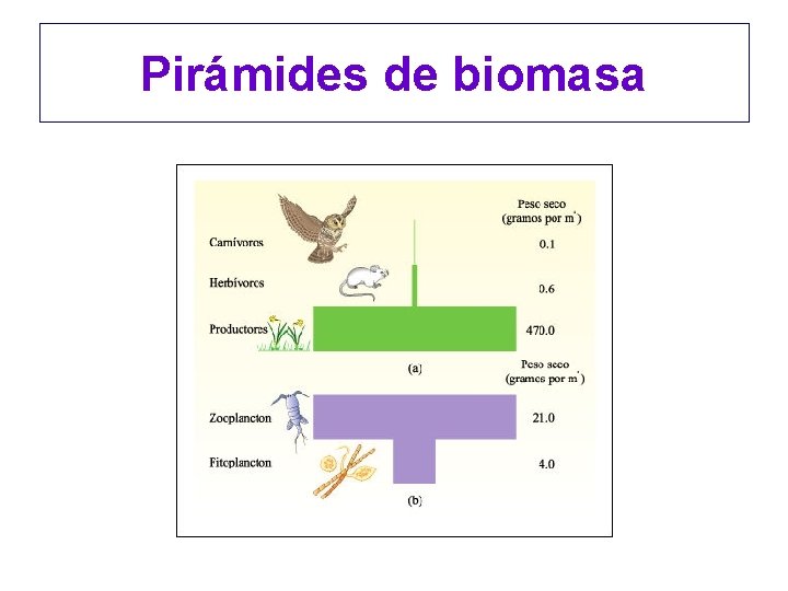 Pirámides de biomasa 