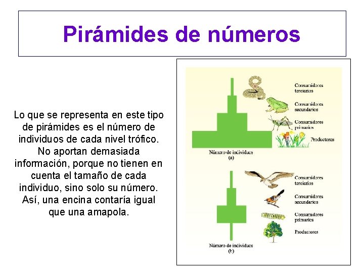 Pirámides de números Lo que se representa en este tipo de pirámides es el